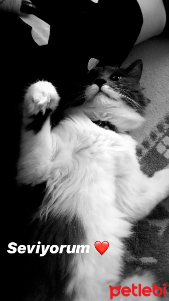 Tekir Kedi, Kedi  Porsuk :) fotoğrafı