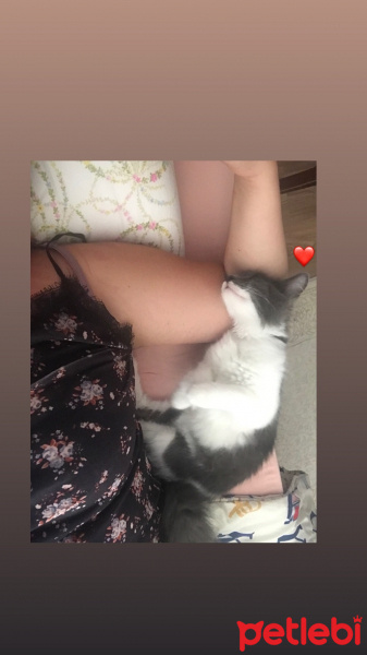 Tekir Kedi, Kedi  Porsuk :) fotoğrafı