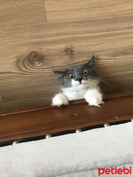 Tekir Kedi, Kedi  Porsuk :) fotoğrafı