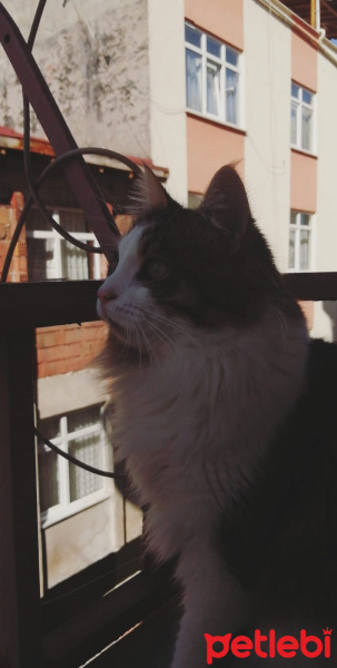 Norwegian Forest, Kedi  Tılsım fotoğrafı