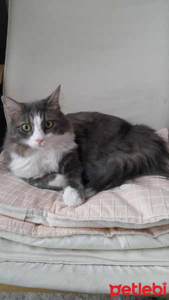 Norwegian Forest, Kedi  Duman fotoğrafı
