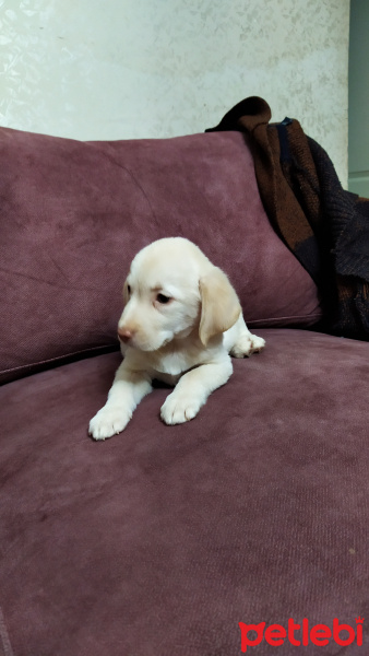 Labrador Retriever, Köpek  Ates fotoğrafı