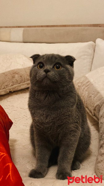 Scottish Fold, Kedi  Eddie fotoğrafı