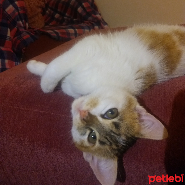 Tekir Kedi, Kedi  Misha fotoğrafı