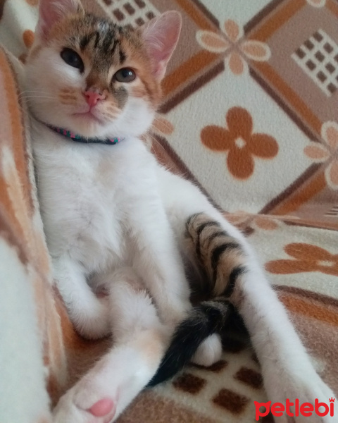 Tekir Kedi, Kedi  Misha fotoğrafı