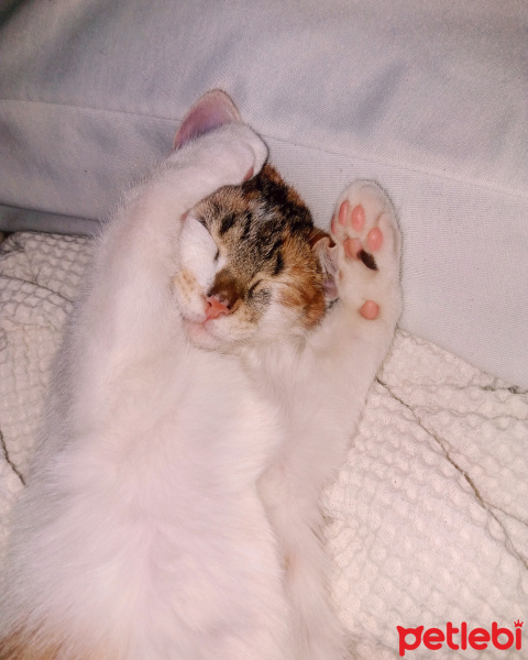 Tekir Kedi, Kedi  Misha fotoğrafı