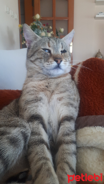 Siyam Kedisi, Kedi  Maya fotoğrafı