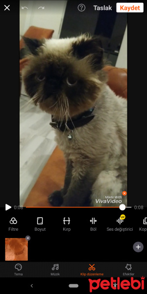 Exotic Shorthair, Kedi  Toffee fotoğrafı