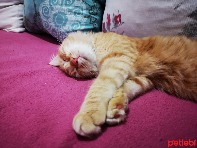 Maine Coon, Kedi  Limon fotoğrafı