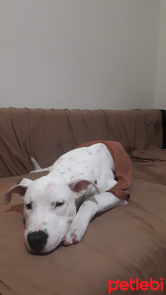 Dogo Arjantin, Köpek  Thor fotoğrafı