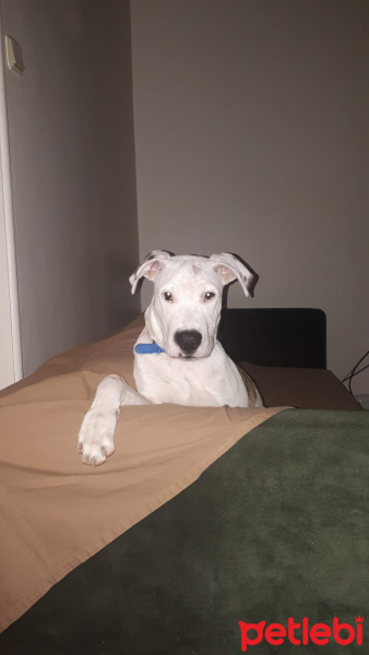 Dogo Arjantin, Köpek  Thor fotoğrafı