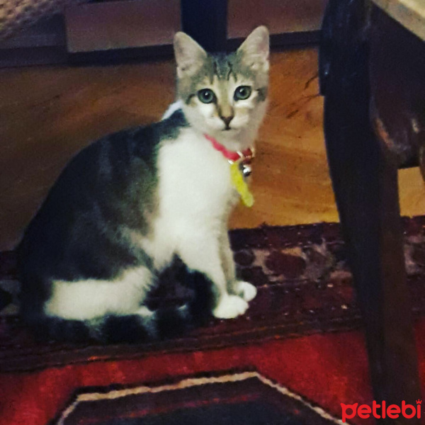 Tekir Kedi, Kedi  Mia fotoğrafı