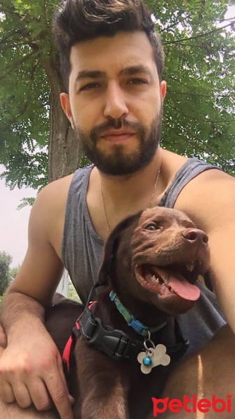 Labrador Retriever, Köpek  Pars fotoğrafı