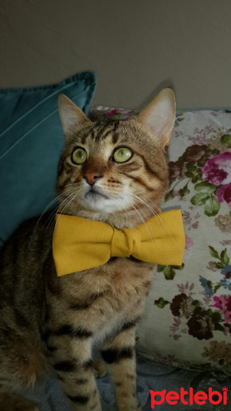 Tekir Kedi, Kedi  merk fotoğrafı