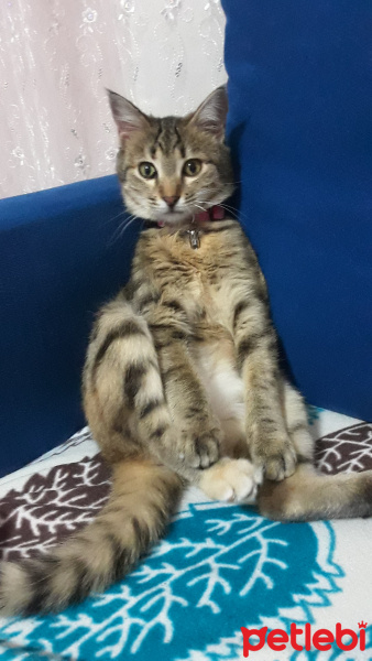 Tekir Kedi, Kedi  Zilli fotoğrafı