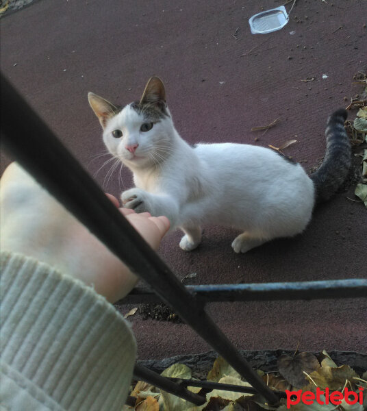 Tekir Kedi, Kedi  Şeker fotoğrafı