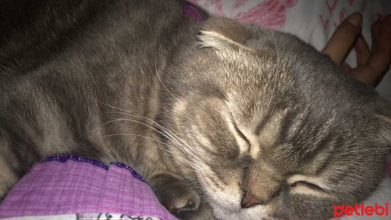 British Shorthair, Kedi  Minik fotoğrafı