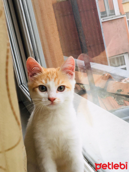 Sarman, Kedi  Sokak kedisi (behlül) fotoğrafı