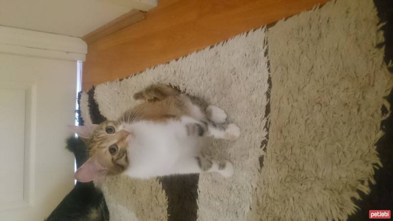 Tekir Kedi, Kedi  Leydı fotoğrafı