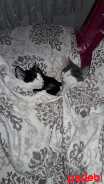 Tuxedo (Smokin) Kedi, Kedi  Pati fotoğrafı