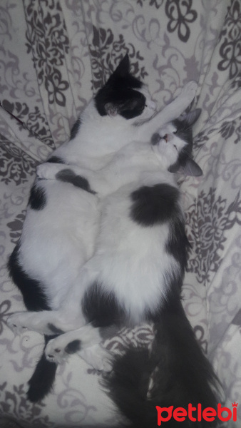 Tuxedo (Smokin) Kedi, Kedi  Pati fotoğrafı