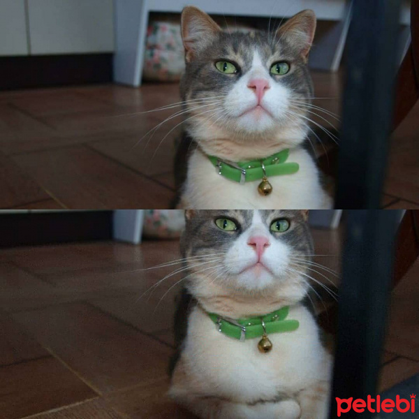 Tekir Kedi, Kedi  Paris fotoğrafı