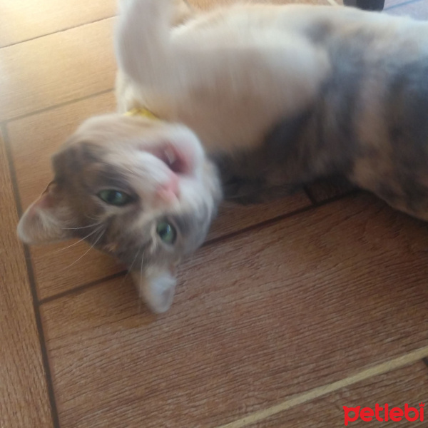 Tekir Kedi, Kedi  Paris fotoğrafı