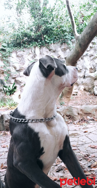 Amerikan Pitbull Terrier, Köpek  Jamel fotoğrafı