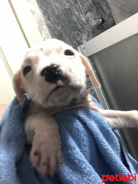 Amerikan Pitbull Terrier, Köpek  Jilet fotoğrafı