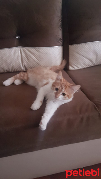 Tekir Kedi, Kedi  Minnoş fotoğrafı
