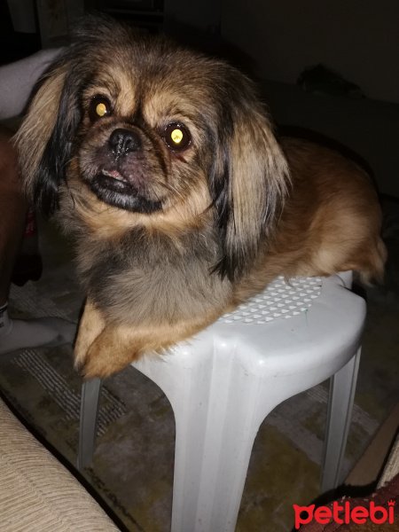 Tibetli Spaniel, Köpek  Paşa fotoğrafı