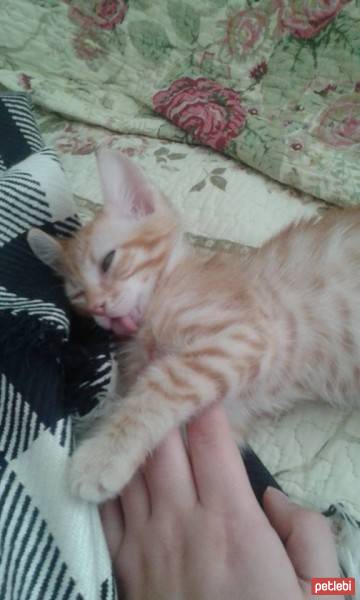 Tekir Kedi, Kedi  çiklenbik fotoğrafı