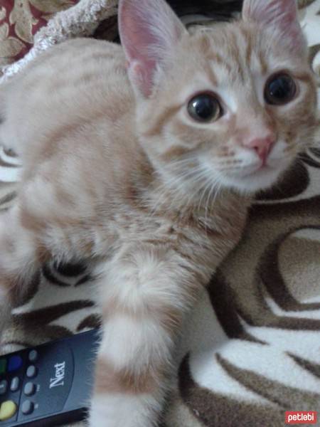 Tekir Kedi, Kedi  çiklenbik fotoğrafı