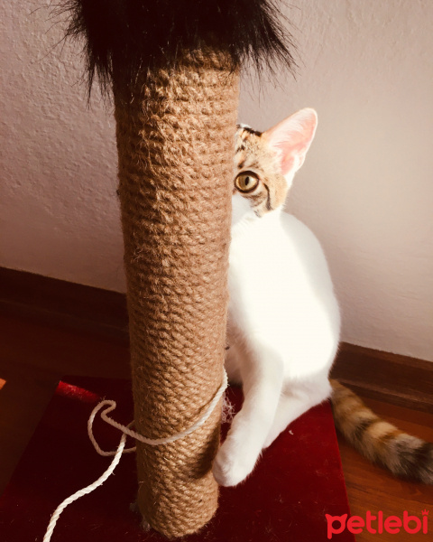 Tekir Kedi, Kedi  Stella fotoğrafı