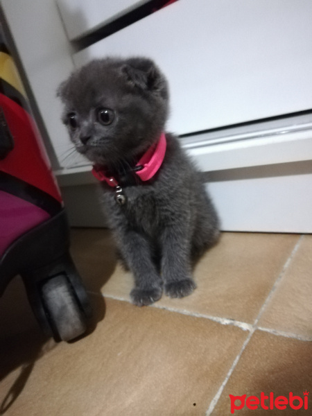 Scottish Fold, Kedi  Çilek fotoğrafı