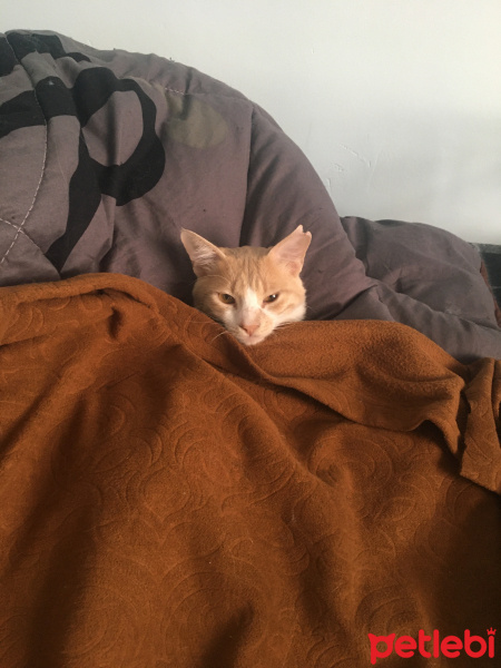 Sarman, Kedi  neptun fotoğrafı