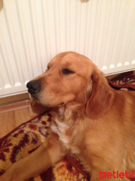 Golden Retriever, Köpek  Alfa Badi fotoğrafı