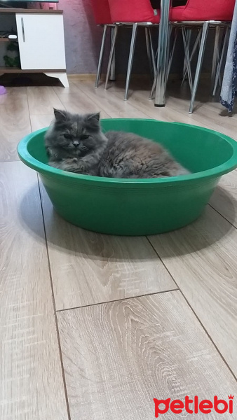 Chinchilla, Kedi  lokum fotoğrafı
