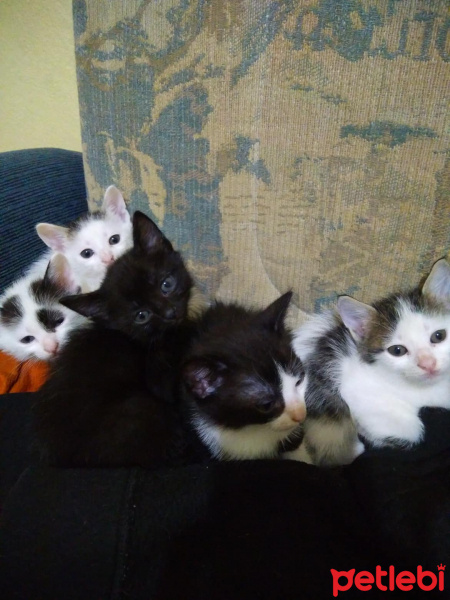 Tuxedo (Smokin) Kedi, Kedi  isimsiz fotoğrafı