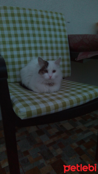 Tekir Kedi, Kedi  Mia fotoğrafı
