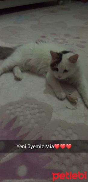 Tekir Kedi, Kedi  Mia fotoğrafı