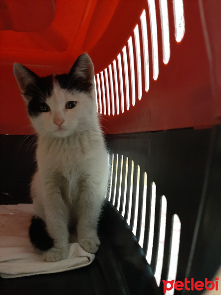 Tekir Kedi, Kedi  Adi yok fotoğrafı