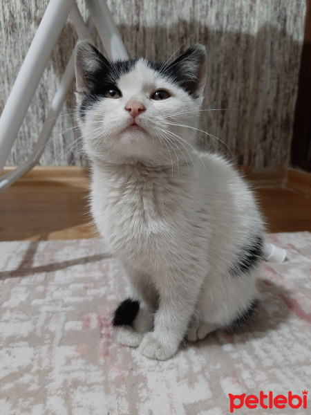 Tekir Kedi, Kedi  Adi yok fotoğrafı