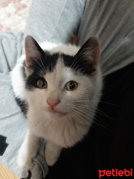 Tekir Kedi, Kedi  Adi yok fotoğrafı