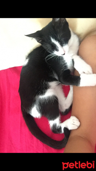 Tekir Kedi, Kedi  Maya fotoğrafı