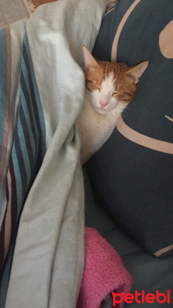 Tekir Kedi, Kedi  Tedi fotoğrafı
