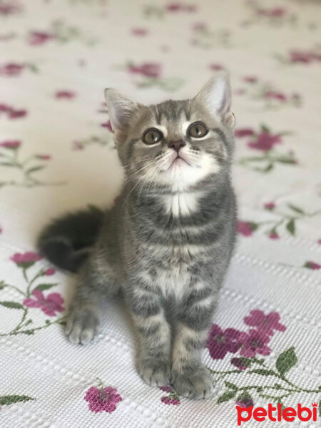 British Shorthair, Kedi  Çakıl fotoğrafı