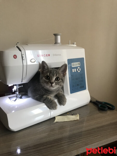 British Shorthair, Kedi  Çakıl fotoğrafı