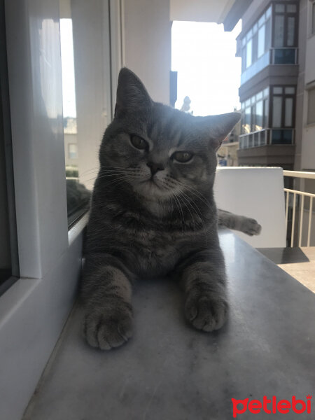 British Shorthair, Kedi  Çakıl fotoğrafı