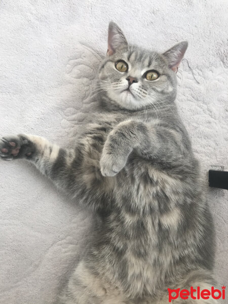 British Shorthair, Kedi  Çakıl fotoğrafı